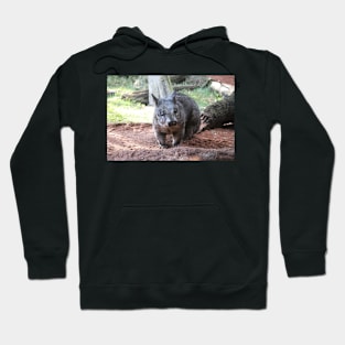 Southern Hairy-Nosed Wombat Hoodie